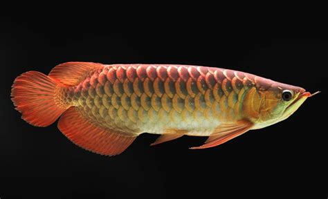 arrow fish|Arowana .